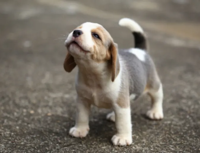 Small Puppy Standing Outside Looking Up
